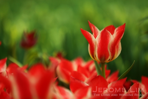 Red and white tulips.